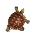 thumbnail image 2 of Wooden Turtle Wall Decal Sticker, Wallmonkeys Peel & Stick Vinyl Graphic (18 in H x 17 in W), 2 of 4