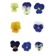 thumbnail image 2 of QualitChoice Pressed Flowers, Fashion Accessories. Soft Sturdy Durable. Suitable For Cake Embellishments, Prom Craft Vibrant Colors Colorful 48 Film, 2 of 6