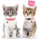 thumbnail image 2 of Reflective Cat Collars Breakaway with Bell, 2 Pack Girl Boy Pet Kitten Collar Adjustable 6-8 Inch, Pink, 2 of 5