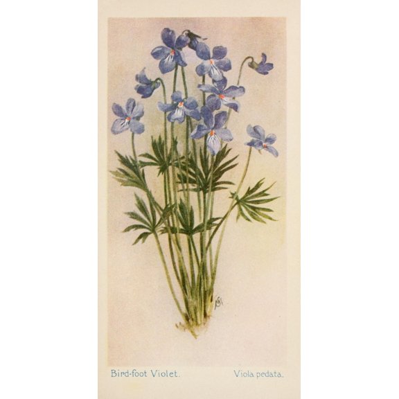American Wild Flowers 1902 Birdfoot Violet Canvas Art - F S-Mathews (24 x 36)
