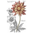 thumbnail image 2 of Besler, Basilius 19x24 Black Ornate Wood Framed with Double Matting Museum Art Print Titled - Tinted Floral III, 2 of 4
