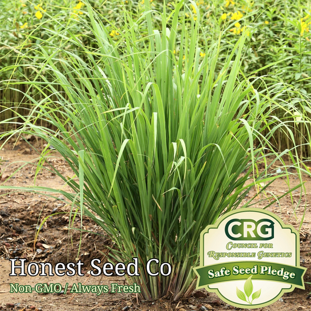 100+ Lemon Grass Seeds FRESH NonGMO Garden Seeds