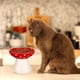 thumbnail image 3 of Cat Bowl Whisker Friendly Elevated Cat Bowl Pet Feeding Bowl Ceramic Cat Bowl Pet Food Bowl Pet Feeder, 3 of 4
