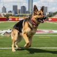 thumbnail image 2 of Collar NFL para perro raza grande Kansas City Chiefs 100% oficial, 2 of 6