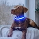 thumbnail image 2 of Collar LED Flashseen USB recargable para perros, 2 of 6