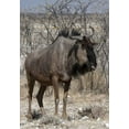 thumbnail image 2 of Young, Bill 23x32 Black Ornate Wood Framed with Double Matting Museum Art Print Titled - Solitary wildebeest, Etosha NP, Namibia, 2 of 4