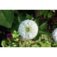 thumbnail image 6 of 250 White POLAR BEAR ZINNIA Elegans Flower Seeds, 6 of 7