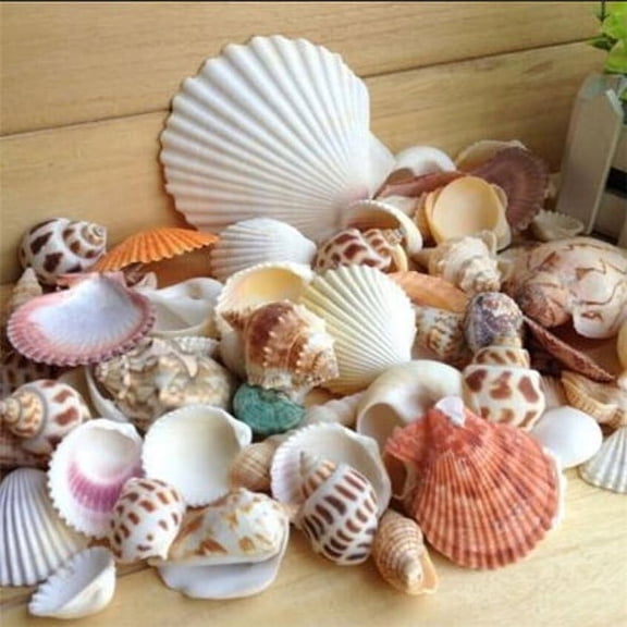 SPRING PARK 100g Mixed Sea Shells Mixed Ocean Beach Seashells,Various Sizes Natural Colorful Seashells Perfect for Beach Theme Party Home Decorations,DIY Crafts, Fish Tank