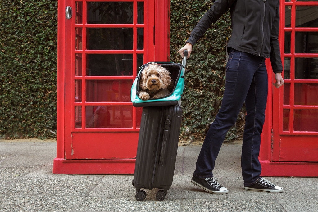 Sleepypod Air - Airline Approved Carrier and Crash-Tested Car Seat for Cats and Dogs up to 18 lbs. (Robin Egg Blue)