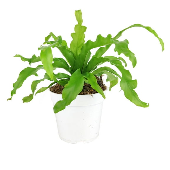 SUCCULENTS BOX 8" Bird's Nest Fern Live Plants in 4" Plastic Pot, Air-purifying