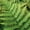 Autumn Fern, variant on Expert Gardener Autumn Fern (2.5 Quart) Orange-Red New Foliage - Part Shade Live Outdoor Plant for shade