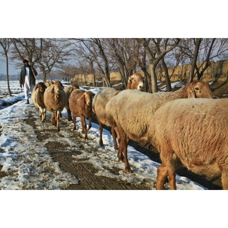German Shepherd Afghan - Canvas Print Winter Shepherd Sheep Flock Cold Afghanistan Stretched Canvas 10 x 14