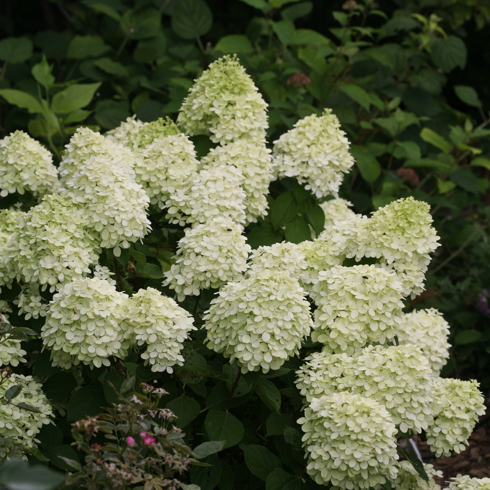 Proven Winners ColorChoice Little Lime Hydrangea Live Shrub (2 Gallon)
