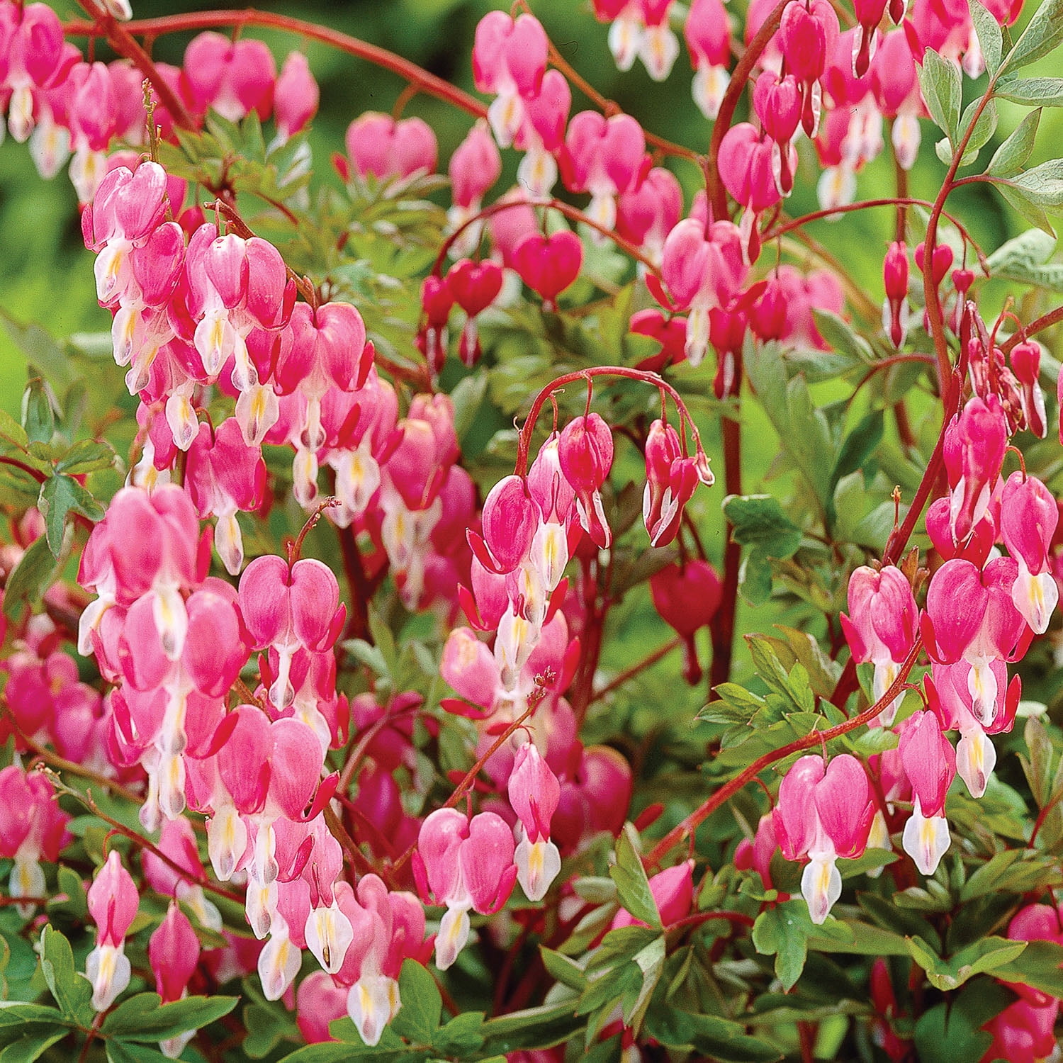 Expert Gardener Bleeding Heart Pink Dormant Bare Root in Partial Sun Perennial Plant