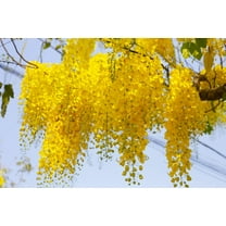 15 GOLDEN SHOWER TREE Gold Rush Yellow Cassia Fistula Flower Seeds