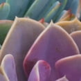 thumbnail image 2 of Masterpiece Art Gallery Succulent Gemstones III by Robin Constable Hanson Canvas Art Print 24" x 36", 2 of 2
