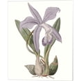 thumbnail image 4 of Edwards 'Lavender Beauties' Canvas Art (Set of 2), 4 of 4