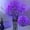 Purple, variant on Gleam Adorn 2 Pack Led Branch Light Battery Operated Lighted Branch Vase Filler Willow Tree Artificial Little Twig Power Brown 30 Inch 20 LED for Home Outdoor Indoor Romantic Decoration, White Light