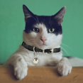 thumbnail image 2 of Cat Collars Leather with Removable Bell Polished Durable Metal Buckle Soft and Adjustable for Cats Puppy Small Medium Dogs (6 Pack), 2 of 7