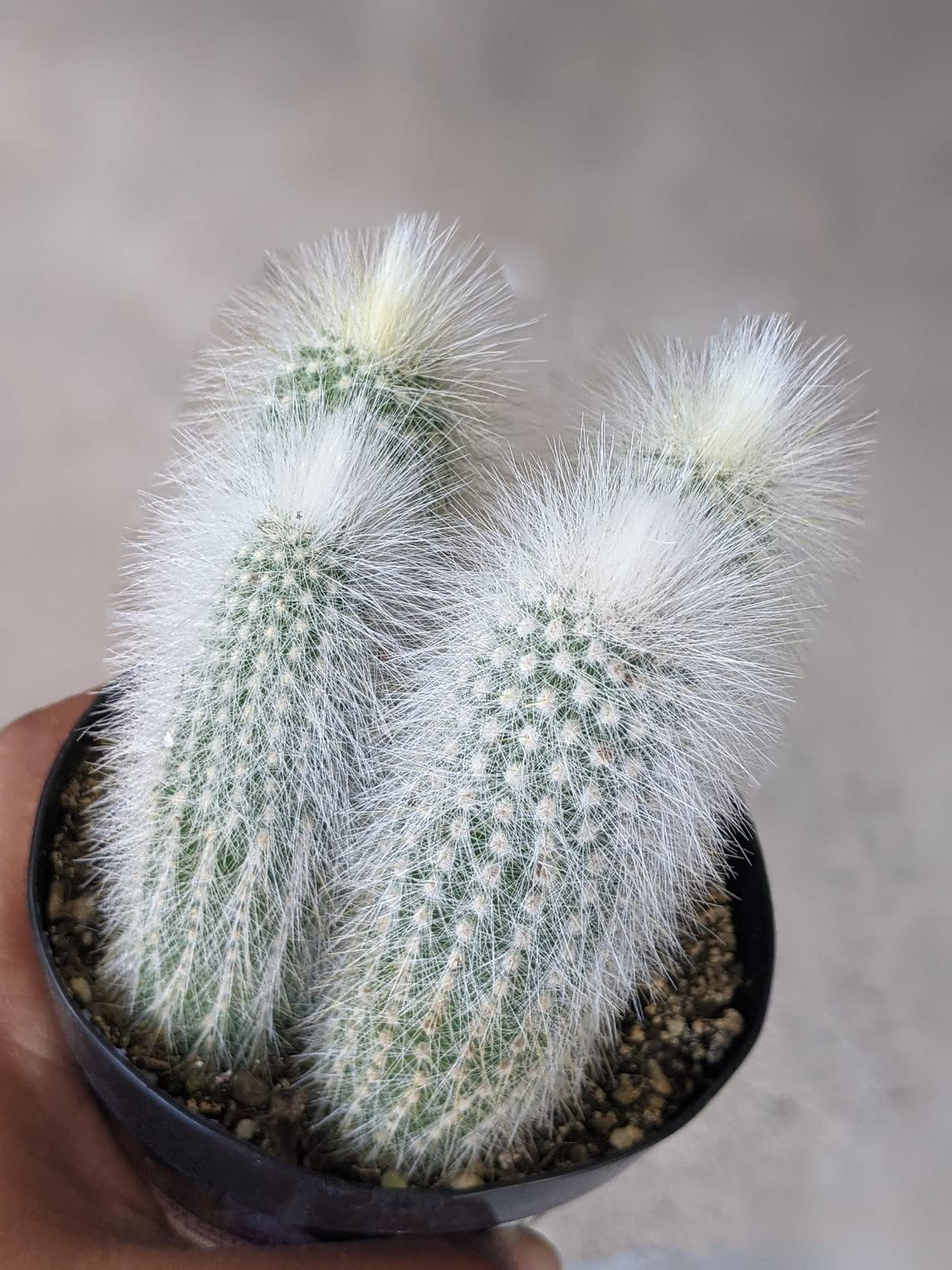 50 Silver Torch Cactus Seeds Cleistocactus strausii Cacti Seeds