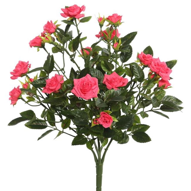 Mini Rosa X5 Rose Vif - 15 Po.