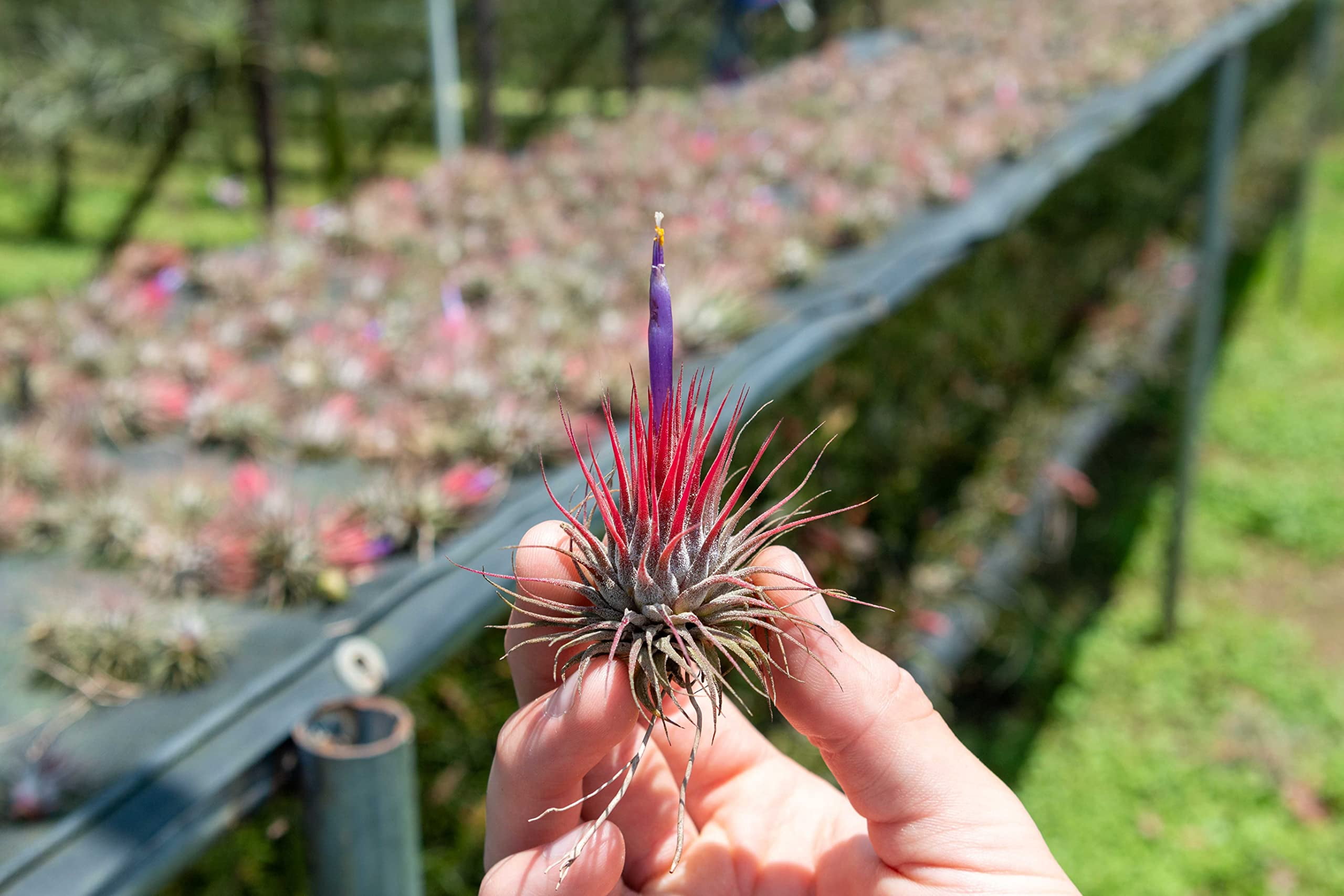 Tillandsia Ionantha Mexican Zebra 速達発送