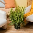 thumbnail image 4 of "Costa Farms 12"" Tall Kimberly Fern, 4 of 12