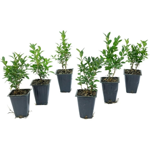 6 Green Velvet Boxwood, Live Plants (Buxus ‘Green Velvet’) – Compact Rounded Evergreens, Thriving in 2.5” Nursery Cubes