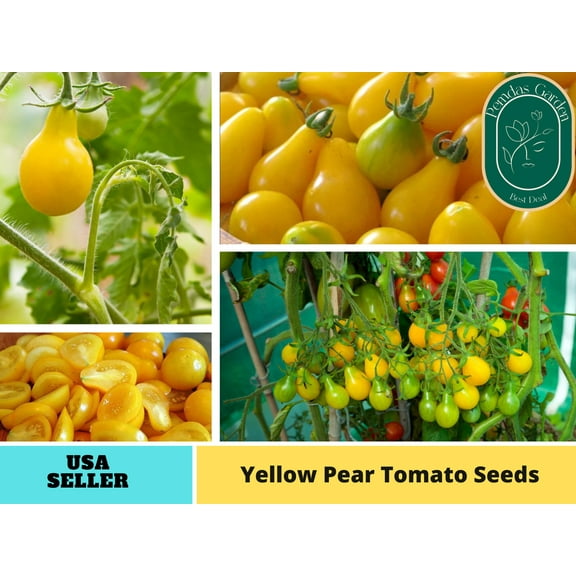 110 Seeds| Yellow Pear Tomato Seeds - Authentic Seeds ~ GMO Free ~ Seeds~Flower seeds~ Vegetable seeds~ Asian Garden~ Herbs B5G1 #7011