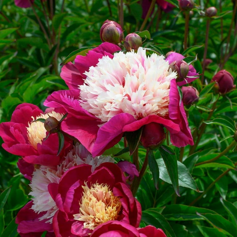 VAN ZYVERDEN Peony Bowl Of Beauty Roots (6-Pack) 83481 - The