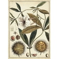 thumbnail image 2 of Vision Studio 14x18 Black Ornate Wood Framed with Double Matting Museum Art Print Titled - Ivory Botanical Study II, 2 of 4