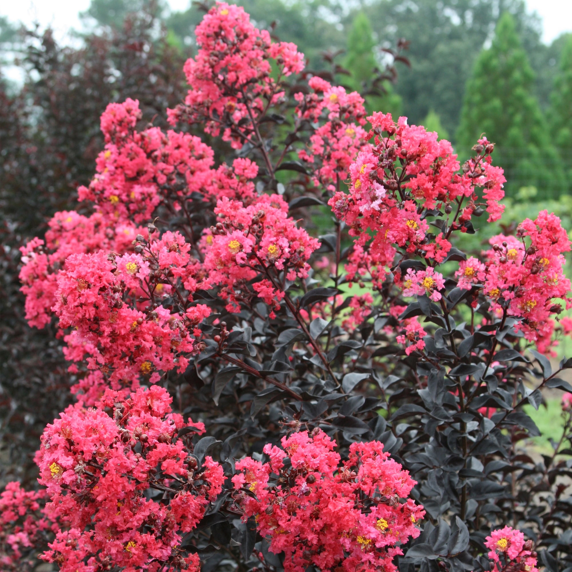First Editions Midnight Magic Crape Myrtle Live Shrub (7 Gallon)