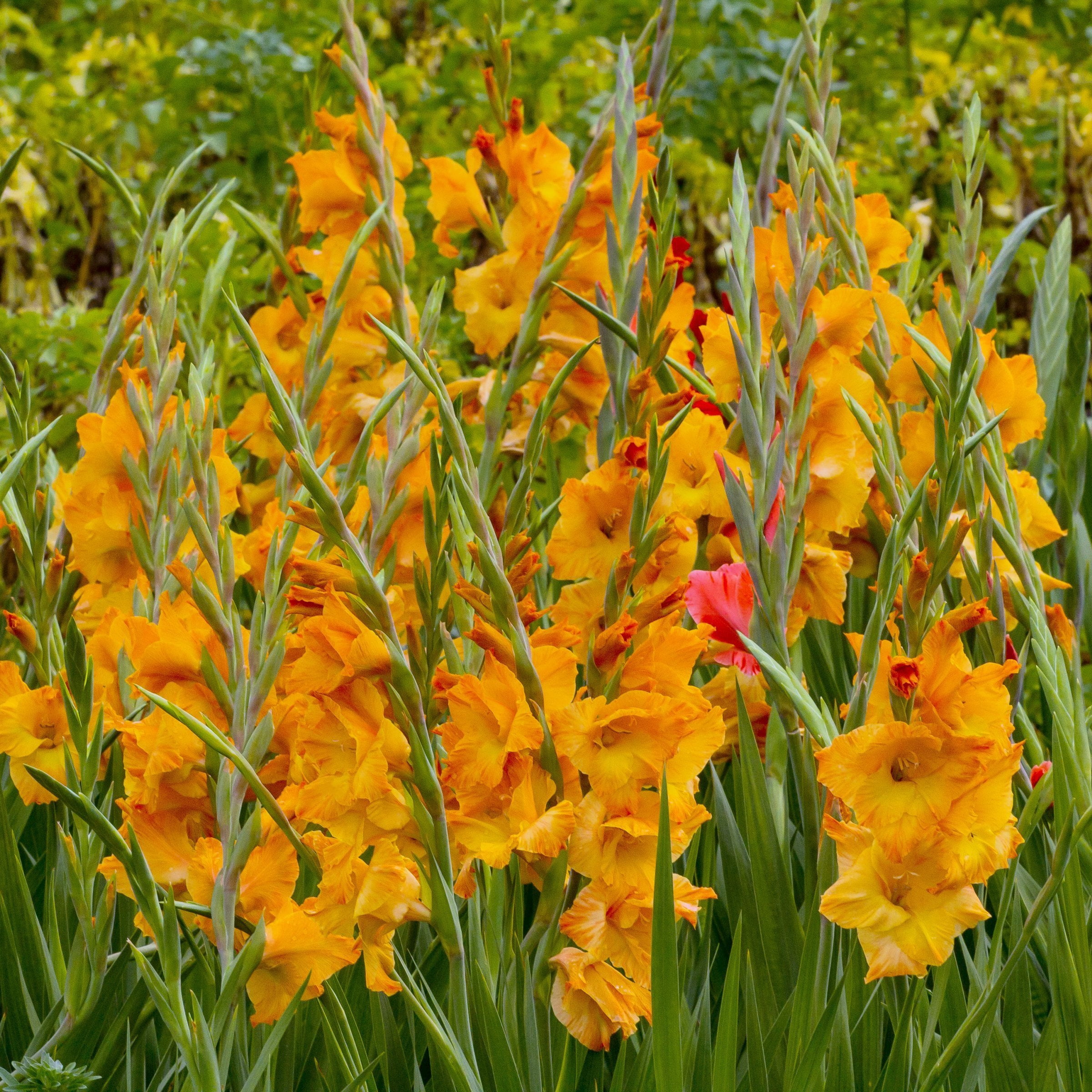 National Plant Network Gladioli Cornelli Bulbs (10-Pack)