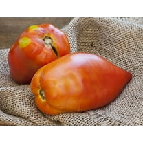San Marzano Redorta Heirloom Tomato Premium Seeds Packet