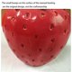 thumbnail image 5 of Simulación Fruta Escultura Hogar Dormitorio Porche Redondo Fresa Florero Para Sala De Estar Comedor Hogar Decoración De Escritorio Moyic HA044128-02, 5 of 6