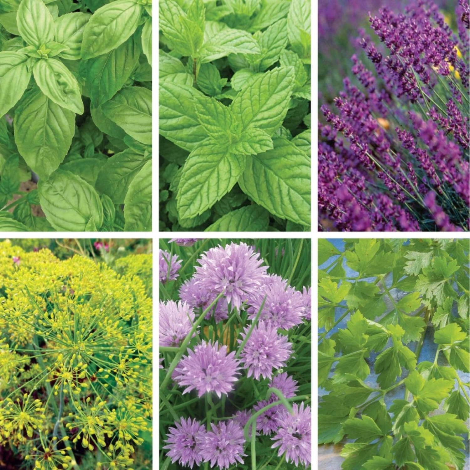 Ferry-Morse Kitchen Herb Organic Seed Variety Pack - 6 Pack