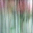 thumbnail image 2 of Poinski, Dianne 15x15 Black Ornate Wood Framed with Double Matting Museum Art Print Titled - Nature Veiled 3, 2 of 4