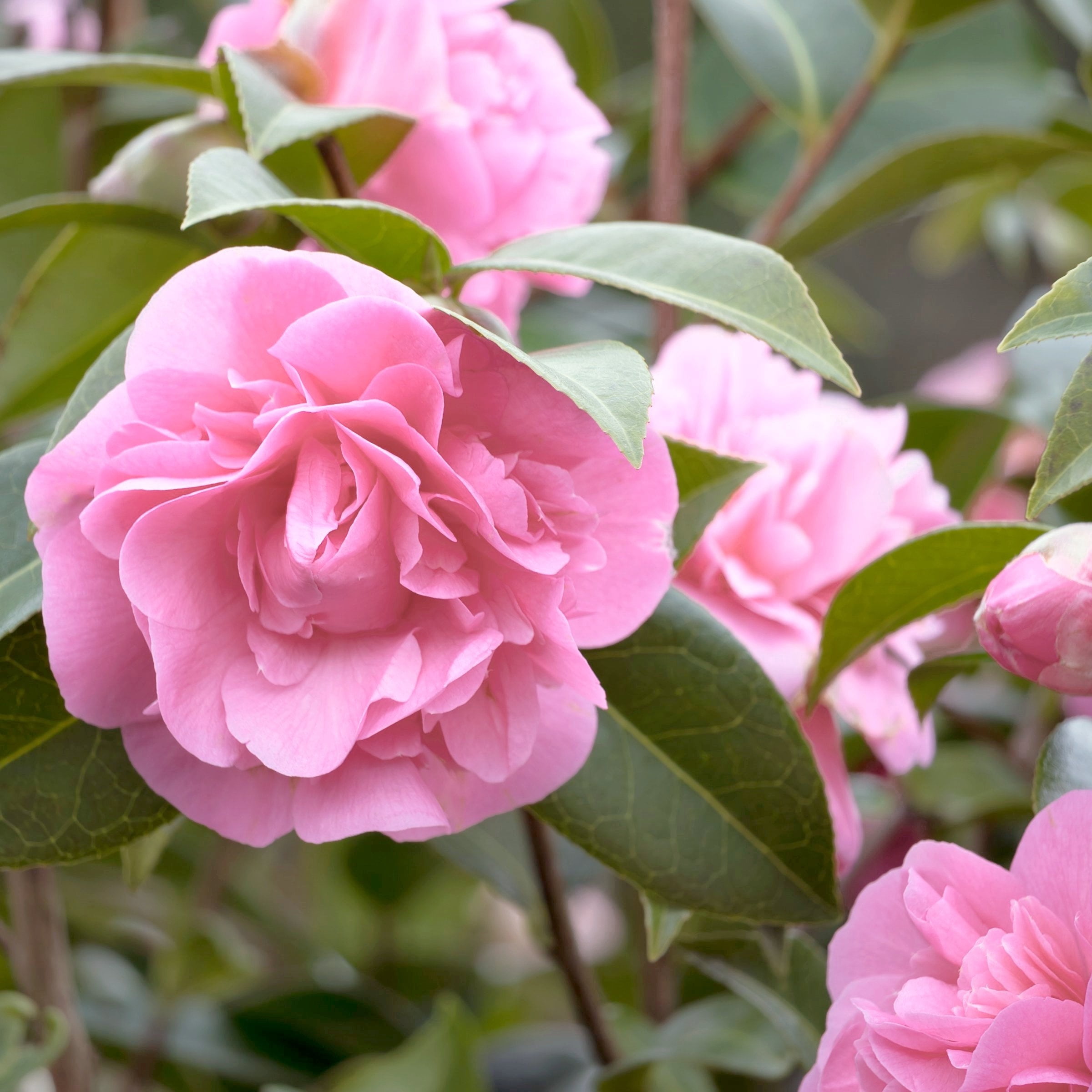 National Plant Network 3 gal. Camellia Debutante Live Shrub