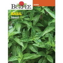 Burpee Sweet Basil Herb Seed, 1-Pack