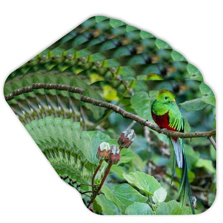 3drose, Resplendent Quetzal, Costa Rica 2., Set of 8 Coasters - Cork