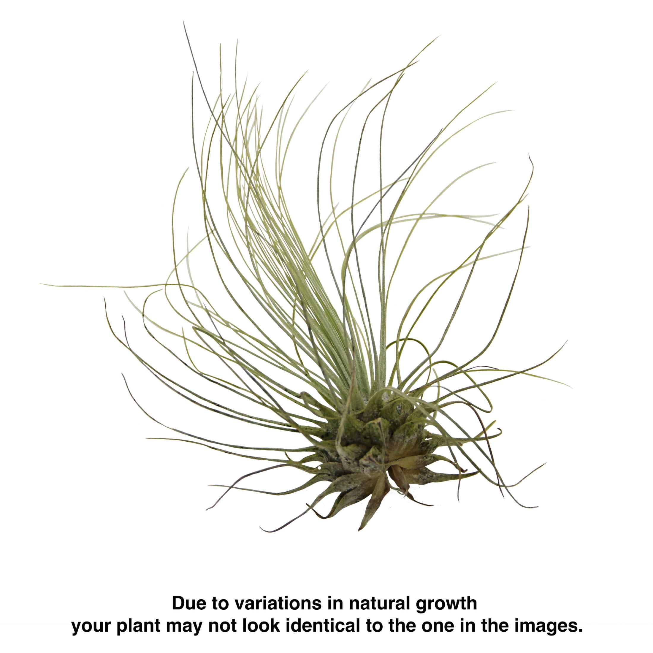 ReptiCulture Assorted Tillandsia Tropical 3 pk