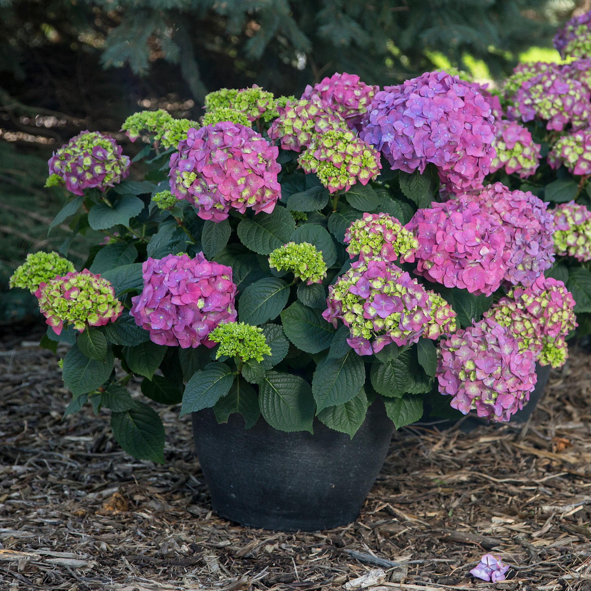 National Plant Network 1 gal. Hydrangea Endless Summer Summer Crush