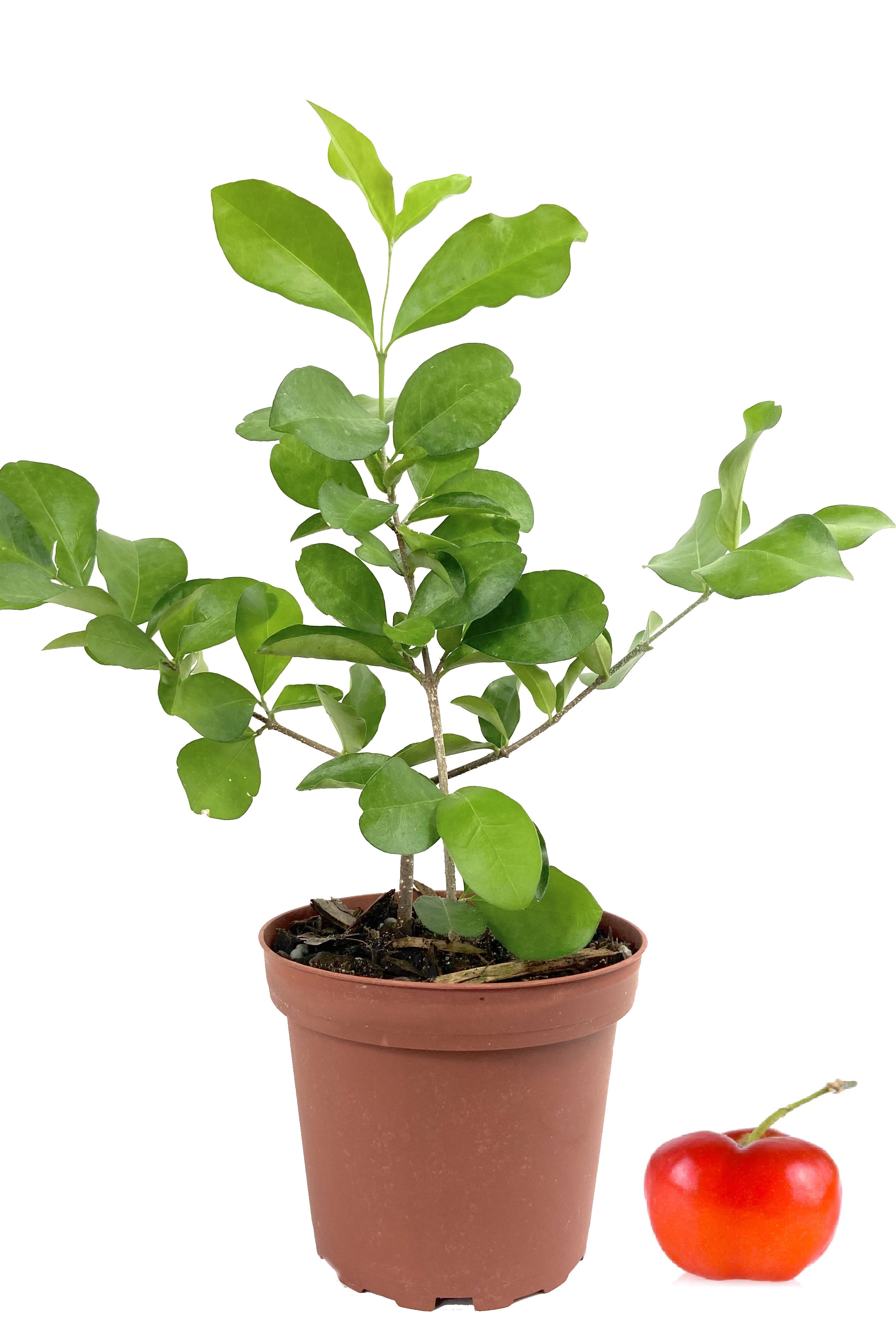 Barbados Cherry Tree Live Plant in a 4 inch Grower's Pot Malpighia Emarginata Edible Fruit