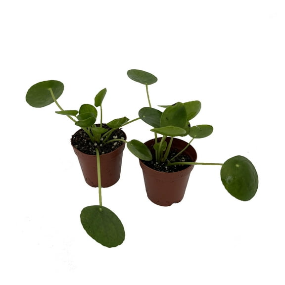 Hirt's Gardens Chinese Money Plant - Pilea peperomiodes - 2 Plants in 2" Pots