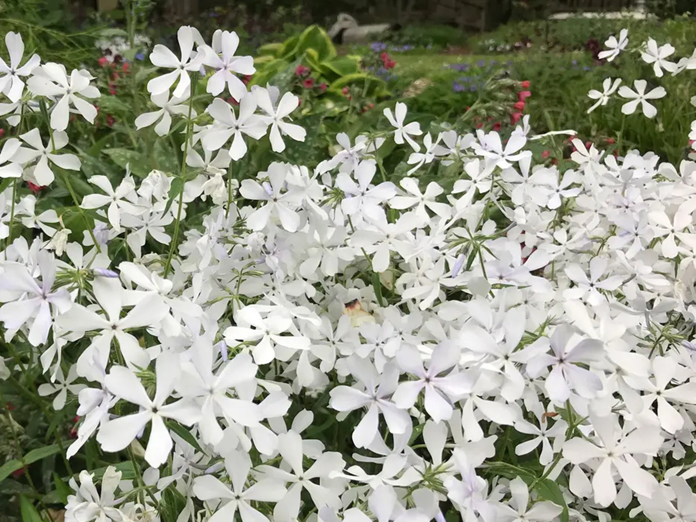 sabbatical⭐︎GILIA SABBATICAL GILIA Sandstone – WAFUU JAPAN