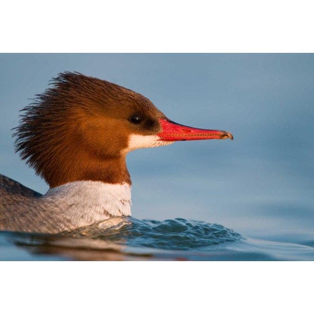 Common Merganser Female Swimming Saginaw Bay Michigan Poster Print By Steve Gettle Walmart Com Walmart Com