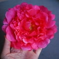 thumbnail image 2 of Big Hair Flower Clip for Women and Girls in Lovely Colors for Natural or Straight Styles, 2 of 32
