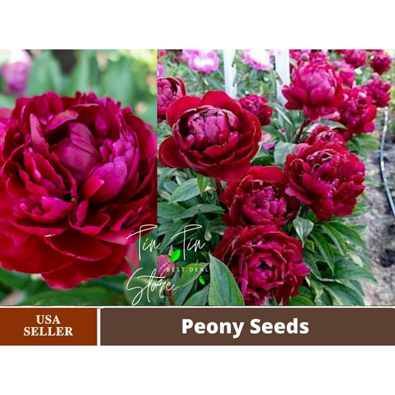 10  Rare Seeds| Cherry Hill Peony Seeds# B005 [BUY 3 GET 1 FREE]