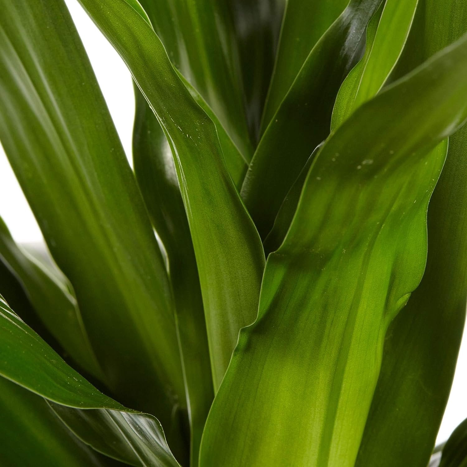 Dracaena Janet Craig - Live Plant in an 10 Inch Growers Pot - Dracaena Deremensis Janet Craig - Beautiful Indoor Air Purifying Houseplant