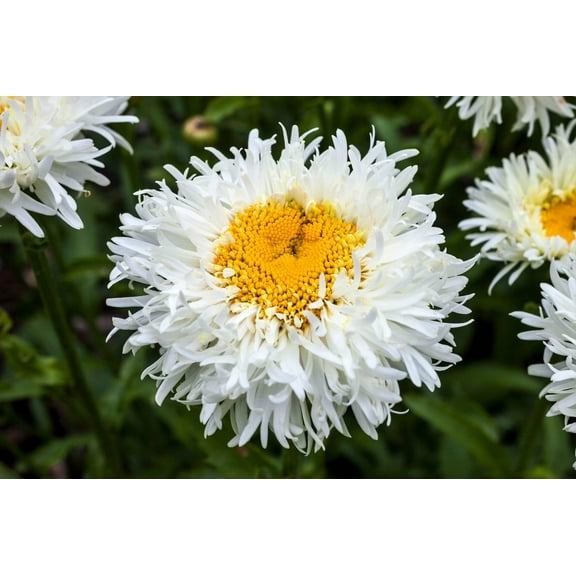 Seedville 30 Crazy Daisy/ Leucanthemum x Superbum Flower Seed